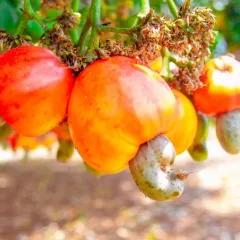 NEW CASHEW SEASON 2026/2027