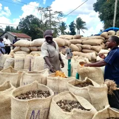 NEW CASHEW SEASON 2026/2027