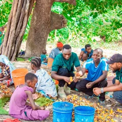 NEW CASHEW SEASON 2026/2027